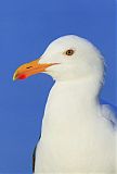 Western Gull